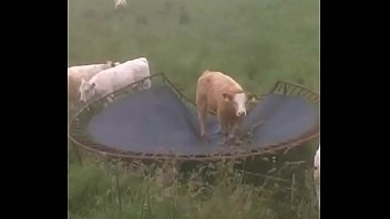 Una Vaca en un Trampolin